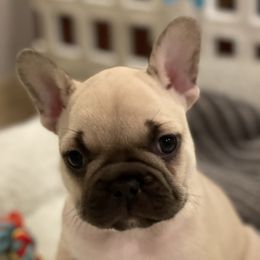 Girl 1 - Fawn French Bulldog puppy in Gardnerville, Nevada from Our House French Bulldogs