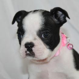 Dessi-Dee - Black brindle and white female Boston Terrier puppy in Brooksville, Florida from Delamorés Pups