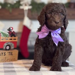 Purple Girl - Chocolate female Goldendoodle puppy in Loganville, Georgia from Sweet Home Doodles