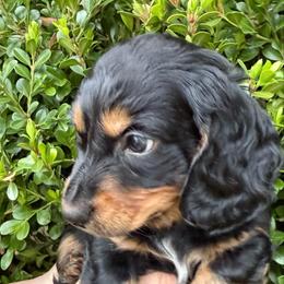 Boy 1 - Black and tan male Dachshund puppy in Laurel, Mississippi from BB's Dotsies