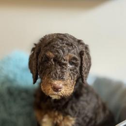 Poodle Puppies from Altamaha Mud Poodles LLC.