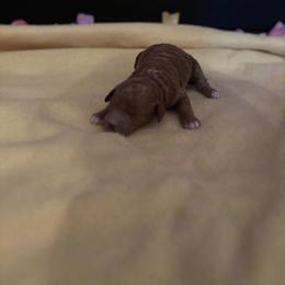 Sugar plum - Red  female Goldendoodle puppy in Noblesville, Indiana from R and H Doodles