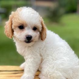 Jessa - Parti female Poodle puppy in Alpine, Alabama from Alpine Acres Poodles