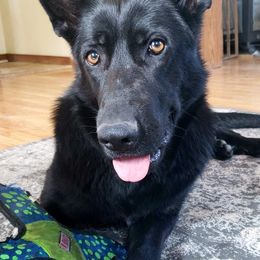 German Shepherds from Dwarven Acres