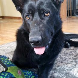 German Shepherds from Dwarven Acres