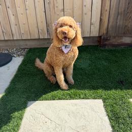 Luna - Labradoodle