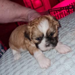 Girl 1 - Red and white female Shih Tzu puppy in Bethlehem, Pennsylvania from Cinnamon's Shih Tzus