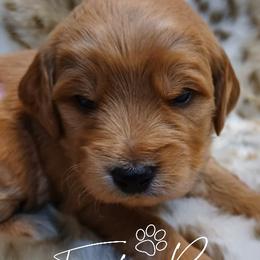 Goldendoodle and Poodle Puppies from Fisher River Doodle's