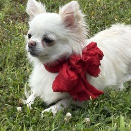 Pixie - Chihuahua