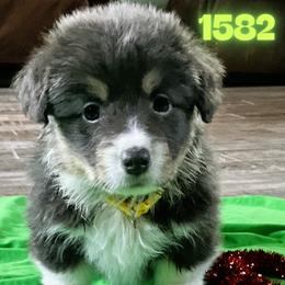 Puppy 9 - Black and tan female Pembroke Welsh Corgi puppy in Port Republic, Maryland from Bestfurends