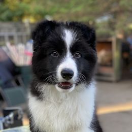 Border Collie Puppies from Bold North Border Collies