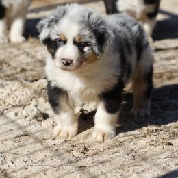 Boy 4 - male Australian Shepherd puppy in Warm Springs, Georgia from Out West Aussies