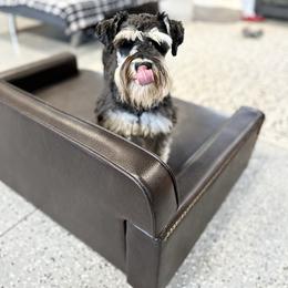 Riley - Miniature Schnauzer