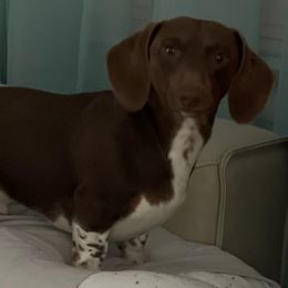 Dachshunds from Miniature Dachshunds of Happy Town