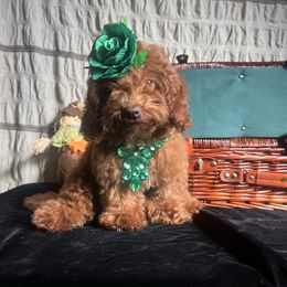 Assorted Doodle Crosses puppies from House of Poodles