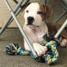 American Staffordshire Terrier Puppies from Liberty Am Staffs
