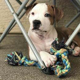 American Staffordshire Terrier Puppies from Liberty Am Staffs