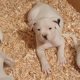 Puppy 1 blue - White and brindle male American Bulldog puppy in Christiansburg, Virginia from Iron Will American Bulldogs