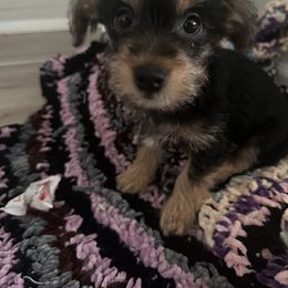 Boy 1 - Black and gold male Yorkipoo puppy in Omega, Georgia from Aqua Pups