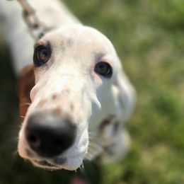 Sage - Black white and tan female Basset Hound puppy in Amelia, Ohio from Lady Mae Bassets