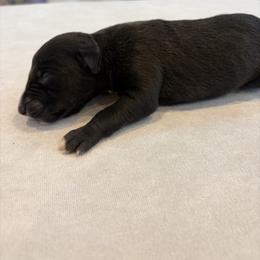 Gobbler - Black male Whippet puppy in Fort Myers, Florida from Rainbow Whippets