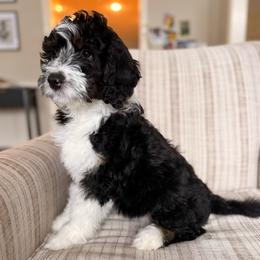 Florence - Tri-color female Bernedoodle puppy in Tulsa, Oklahoma from Magnolia Blossom Bernedoodles