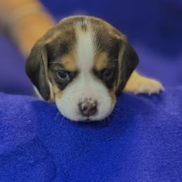 Pink Collar-Nova - Black white and tan female Beagle puppy in Las Vegas, Nevada from Hound Kings