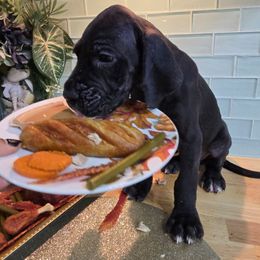 Piper - Black female Great Dane puppy in Gainesville, Florida from Your Cuddly Companions