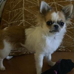 Chihuahua Puppies from ChibiChi