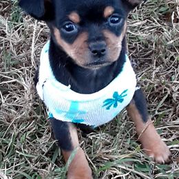 Chihuahuas from K & W Chihuahuas