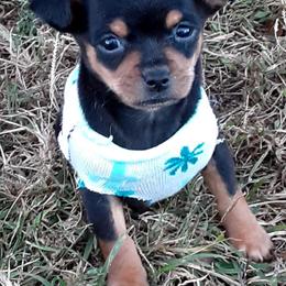Chihuahuas from K & W Chihuahuas