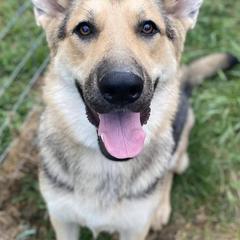 German Shepherds from Freedom Shepherds
