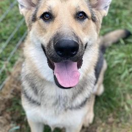 German Shepherds from Freedom Shepherds