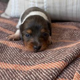 Lydia - Piebald female Dachshund puppy in Powell, Tennessee from Tall & Tiny TN k9s