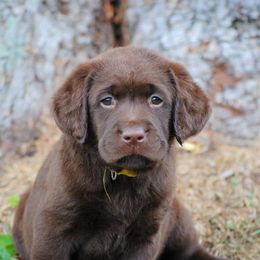 Labrador Retriever Puppies from Cove Labradors