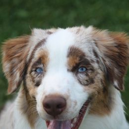 Tilly - Australian Shepherd