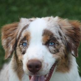 Tilly - Australian Shepherd