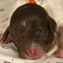 Boy 3 - Phantom Bernedoodle puppy in Vinita, Oklahoma from American Poodles and Doodles