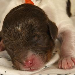Boy 3 - Phantom Bernedoodle puppy in Vinita, Oklahoma from American Poodles and Doodles