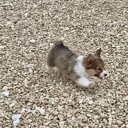 Pembroke Welsh Corgi Puppies from Campbell Ranch Corgis