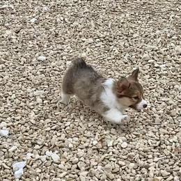 Pembroke Welsh Corgi Puppies from Campbell Ranch Corgis