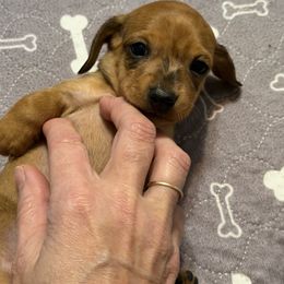 Dottie - Dapple female Dachshund puppy in Raeford, North Carolina from Army of Dachshunds