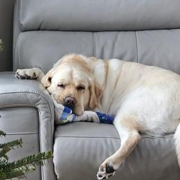 Labrador Retriever Puppies from Sound View Labradors East