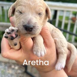 Aretha - Cream female Goldendoodle puppy in Prosperity, Pennsylvania from Stelladoodles & Company
