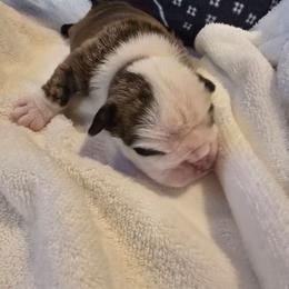 Curly Sue - Red brindle and white female Bulldog puppy in Laurel, Montana from Bull Mountain Bulldogs