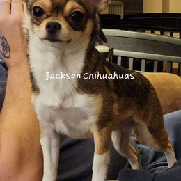 Molly - Chihuahua