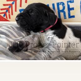 Babe pink collar - Black roan female German Shorthaired Pointer puppy in Six Mile, South Carolina from The Proper Pointer Co.