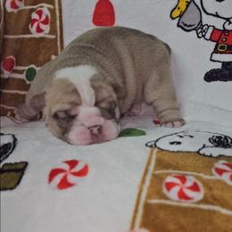 Rose - Chocolate tri-color female Bulldog puppy in Franklin Grove, Illinois from Illinois Bullies Kennel