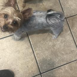 Stormy - Yorkshire Terrier