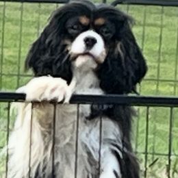 Flo - Cavalier King Charles Spaniel